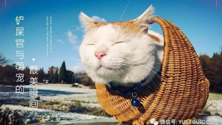 义乌祺晟宠物救助
